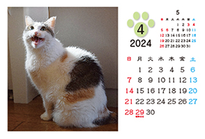 ネコのカレンダー